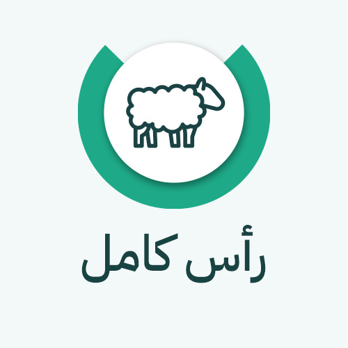 صدقة ذبيحة - خروف افريقي